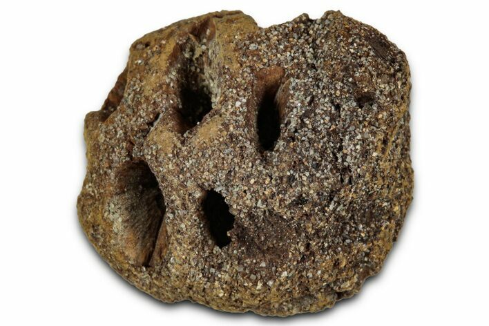 Fossil Pine Cone (Metasequoia) - Montana #352454